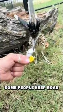 Roadrunner طائر عدّاء الطريق رود رانر #roadrunner #birds طائر سريع الجري أسرع طائر جارٍطائر صحراوي