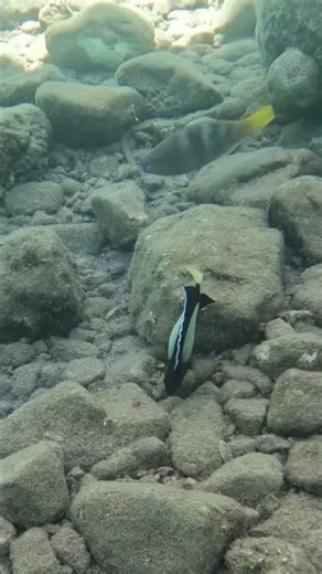Peaceful Reef Moment 🌊🐟🪸 Yellow Ear Angelfish Searching for Food