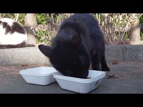 呼ぶとハウスから出てきてくれたトトちゃん&🖤模様の白黒ちゃん❗早朝貰い終えてたみたいだけどパクパク⤴️元気そうで良かったニャー♥️