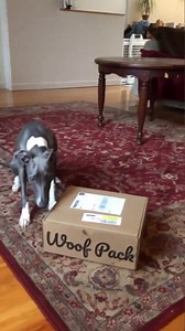 347 reactions · 49 shares | Let's play outdoors, no need to shop at stores 殺 Get 50% OFF your first box when you sign up for a 6 or 12 month plan.  | Woof Pack | Facebook