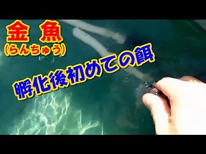 ＃金魚 （ #らんちゅう ）孵化後初めての餌の与え方（飼育記録切抜き）