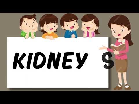 Kidneys, Liver & More! Human Body Organs for Kids | Wisdom World Kids