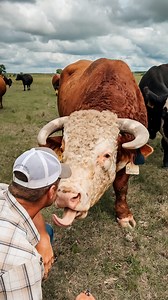 I mean my bull. Hey Bruno! DISCLAIMER: Yes, we know he’s a bull. No, we don’t recommend petting one. Bruno’s basically a golden retriever with horns… but please don’t try this with a random bull named Murderface. | Sara Hadenfeldt