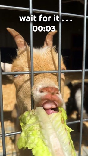 POV: You’re Feeding a Goat, Then THIS Happens