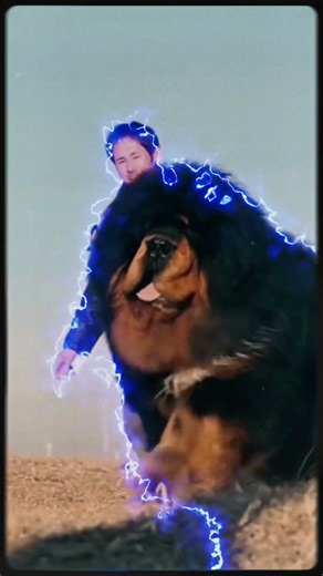 Amazing Dogs That Will Blow Your Mind! 🐕💥 | Unbelievable Dog Moments