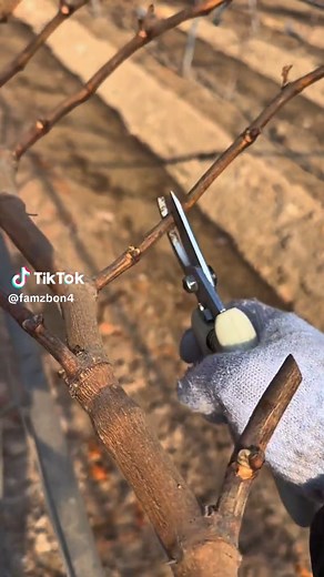 How to Prune Grapevines for Healthy Growth