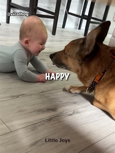 How dogs see humans 🐕