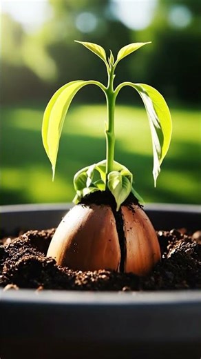 Avocado Plant Growth Timelapse 🌱 From Seed to Tree | Garden Video