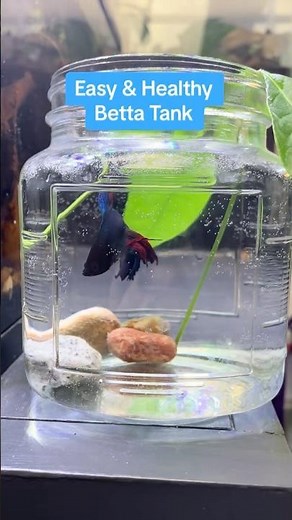 Easy betta fish tank setup