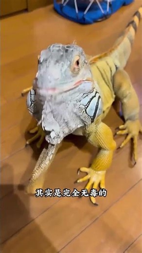 綠鬣蜥有毒嗎#科普冷知識 #綠鬣蜥#動物科普#蜥蜴