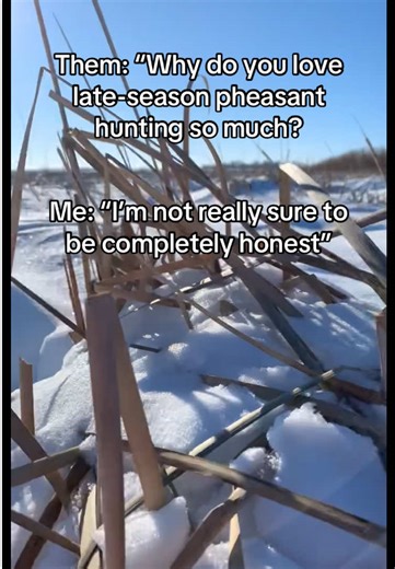 Why Late-Season Pheasant Hunting is Exciting