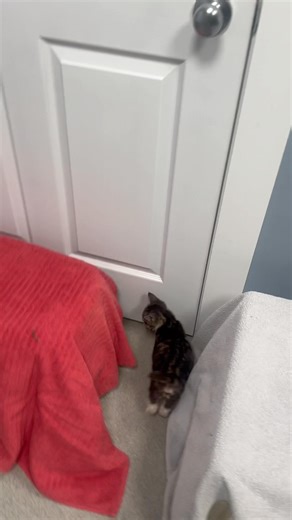 3K views · 117 reactions | Today Maddox will have a more invasive...