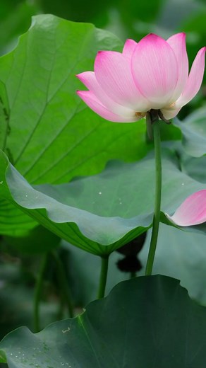 HQDiscover on Instagram: "Handmade, Xiji Pills, Secret Fragrance, Consort Hua, Traditional Culture, Intangible Cultural Heritage, Unique Scent . . . . . . #Handmade #XijiPills #SecretFragrance #ConsortHua #TraditionalCulture #IntangibleCulturalHeritage #UniqueScent #HeritageCraft #AncientTradition #CulturalTreasures"