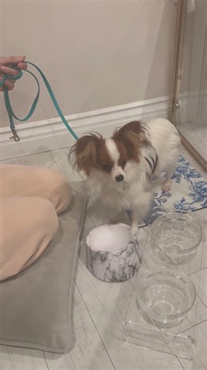 Teach SIT using capturing. Why I love this approach: it builds initiative +teaches dog’s to think.