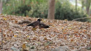 Indian Mynas (Acridotheres tristis), in winter they feed in a grove with a forest floor of leaves. Thailand Stock Video