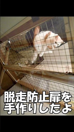 賃貸物件に「脱走防止扉」を手作りで設置【白猫ショート動画】 @shorts #cat #猫のいる暮らし #cats #catshorts #shorts #whitecat #cute #猫好き