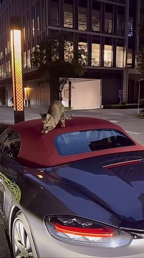 Gentlemen Drivers ® on Instagram: "• Write your comment! 🐱 . 🚸 Follow @gentlemendrivers_official . . . #porsche #porschemoment #porscheclub #porsche718 #porschelife #cat #cats #catlover #porschelove #cars #classiccar #carpassion #carculture #automotive #classiccars #classicdriver #vintagecars #racecar #racecarlife #automotives #supercar #car #drivetastefully #automotivedaily #carlife #carporn #carinstagram #automotivegramm #cargram #gentlemendrivers"