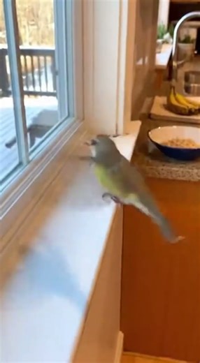 Bird Tries to Fly Out, Crashes into Glass!