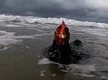 Body-surfing chicken hits the beach