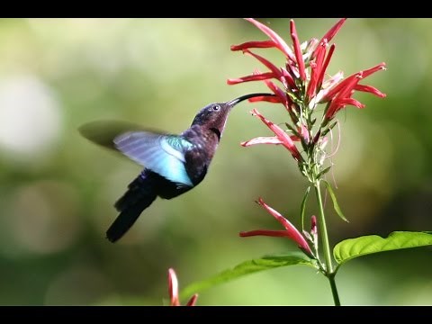 Planting for Pollinators: Welcoming Hummingbirds, Bees, and Butterflies to Your Home Garden