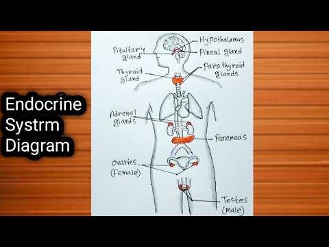 How to Draw Endocrine Glands In Human Beings / Endocrine System Diagram Drawing