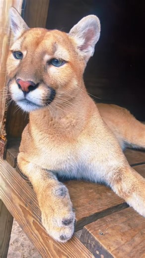 3.1K views · 222 reactions | Cheyanne analyzing the lemur noises lol #NOTpets #cougar #puma #mount... | Brittney Olson | Facebook