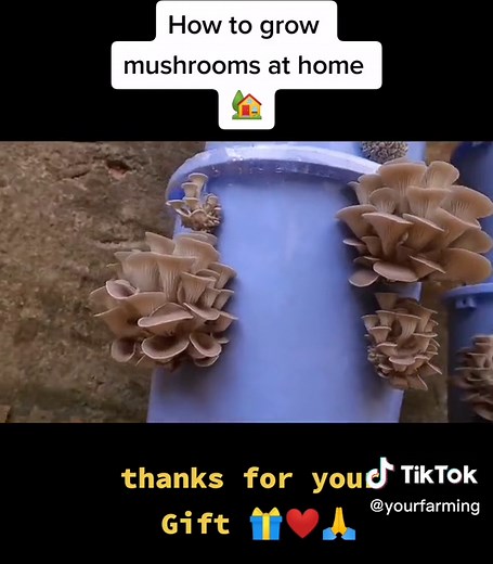 How to grow mushrooms. Grow mushrooms at home. mushrooms growing #turkeytiktok #recycling #vegtables #gardening