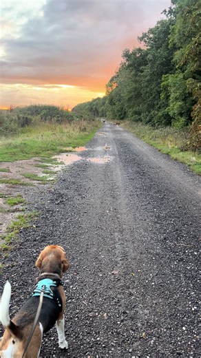 Should I Chase After My Beagle?