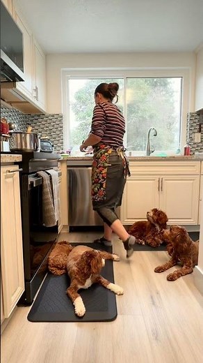 Life with Australian Labradoodles 😅💛 Biggest challenge: not stepping on them #breeder #puppy