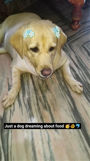 my dog healthy deit |dog deit foods #shorts#minivlog#shortsfeed#lucky#diet#food