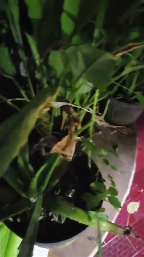 long time no see fireflies 🙂‍↔️ #fireflies #nature #alam #beautiful #shortvideo #fauna