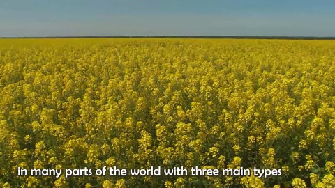 The Art of Harvesting Mustard Seeds and Extracting Oil