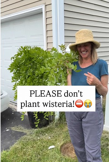 Avoid Chinese Wisteria: Safer Native Alternatives for Your Garden