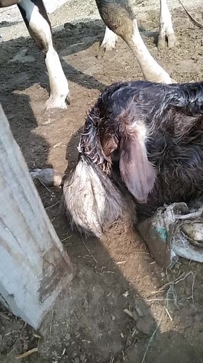 Strange Black and White Cow Calf Exploration