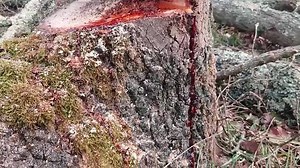3K views · 33 reactions | L'albero Pterocarpus angolensis o tek. Si presenta come un albero normale da tagliare. Ma la sua resina dà un colore rosso brillante come il sangue... | Curiosità | Facebook