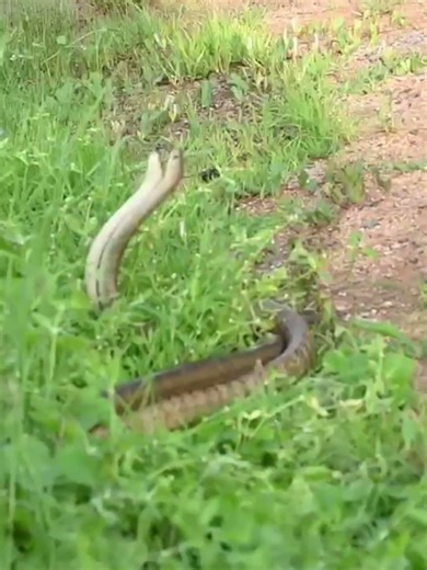 When nature puts on a show🐍🔥Rare snake mating caught on camera!