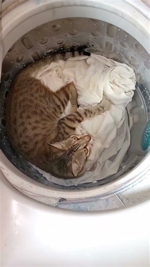 washing machine me cat🤭 #cat #funny #shorts
