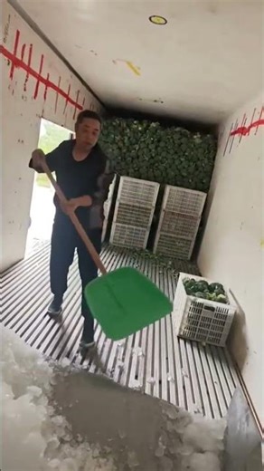 Cold chain with ice protection, broccoli stays green from farm to market