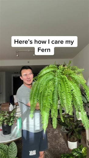 Fern Care Tips: Pruning and Maintenance Guide