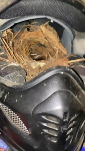 20M views · 10K reactions | Bird Watch 2021/22 has begun. Every year we get a nesting pair in my old helmet. They know to be in after dark. We check every night to make sure they are home before closing the garage. Every morning they are chirping for us to open the garage lol. Every spring we get at least one baby and they stay till flight school is over. | Deals Gap Motorcycle Resort | Facebook