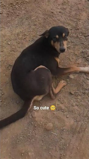 Friendly Dog 🐾 | Sweet & Loving Pet Moments