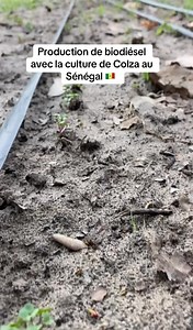 Notre passion est d’innover et notre devoir est de révolutionner l’Agriculture sénégalaise. Nous continuerons de marcher sur le terrain de l’impossible pour démystifier toutes les cultures rares au Sénégal. | FRAISEN