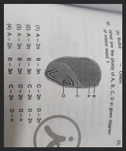 What are the ploidy of A, B, C, D in given diagram of maize see... | Filo