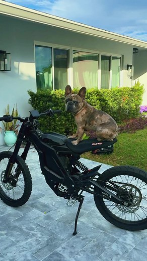 Eride x Bulldog: The Ultimate Pibble Adventure
