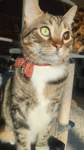 Of course my kitties have broom charms on their collars 😻 🧹 Abraham was basically born to model, he LOVES wearing clothes. We think it's because he associates them with his harness and going outside to eat grass 😹 His gorgeous starry eye is a condition called Iris Melanosis, it started as one tiny brown freckle and multiplied from there. Eventually it'll turn completely brown. And because I always get asked, yes, his vet has seen it and it's progression. We are watching it closely to make sur