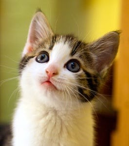 Cat and Dog Neuter and Spay in Columbus, GA | River Road Animal Clinic