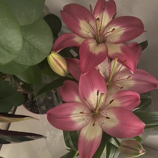 Exploring the Beauty of Lilies: A Floral Tribute