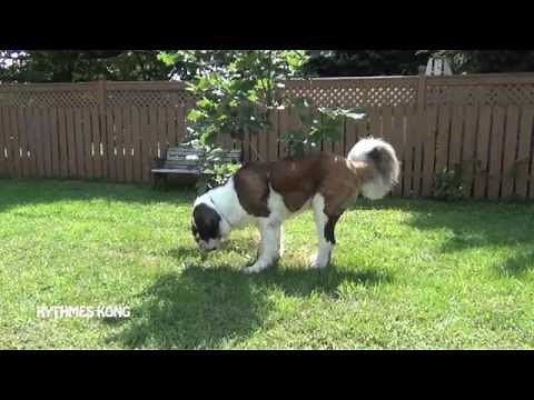 St. Bernard Dog Running Around