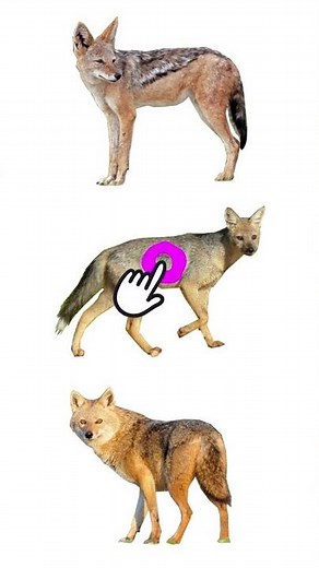 3 Species Of Jackal | Types Of Jackal #jackals