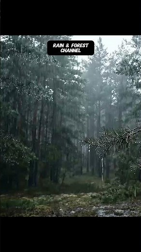 Find Your Peace in this Rainstorm ⛈️🌲 #storm #thundersoundsforsleeping #thunderstorm